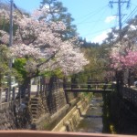 29高山桜