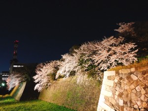 30桜2